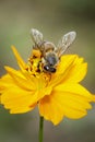 Image of bee or honeybee on yellow flower collects nectar. Golden honeybee on flower pollen. Insect. Animal Royalty Free Stock Photo