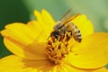 Image of bee or honeybee on yellow flower collects nectar. Golden honeybee on flower pollen. Insect. Animal Royalty Free Stock Photo