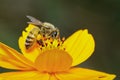 Image of bee or honeybee on yellow flower collects nectar. Golden honeybee on flower pollen. Insect. Animal Royalty Free Stock Photo