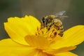 Image of bee or honeybee on yellow flower collects nectar. Golden honeybee on flower pollen. Insect. Animal Royalty Free Stock Photo