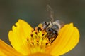 Image of bee or honeybee on yellow flower collects nectar. Golden honeybee on flower pollen. Insect. Animal Royalty Free Stock Photo