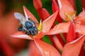 Image of bee on red flowers. Insect. Royalty Free Stock Photo