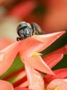 Image of bee on red flowers. Insect. Royalty Free Stock Photo