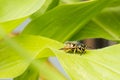 Image of a bee resting in a green leaf of a corn plant. Beautiful summer image of a bee resting Royalty Free Stock Photo