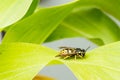 Image of a bee resting in a green leaf of a corn plant. Beautiful summer image of a bee resting Royalty Free Stock Photo