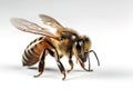 Image of bee on white background. Animal. Insect. Illustration, Generative AI