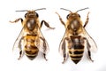 Image of bee on white background. Animal. Insect. Illustration, Generative AI