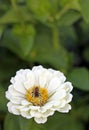 Image of bee on zinnia, close-up