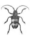 Image Of Beetle Lamia Aurocincta In The Old Book The Encyclopaedia Britannica, Vol. 7, By C. Blake, 1877, Edinburgh