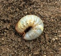 Image of beetle larvae Royalty Free Stock Photo