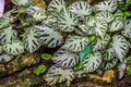 Image of Begonia pustulata in the botanical garden Royalty Free Stock Photo