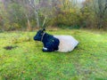 A belted Galloway cow laying down Royalty Free Stock Photo