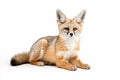 Image of bengal fox on white background in ancient chinese style. Wildlife Animals, Mammals. Royalty Free Stock Photo