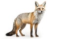 Image of bengal fox on white background in ancient chinese style. Wildlife Animals, Mammals. Royalty Free Stock Photo