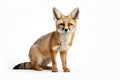 Image of bengal fox on white background in ancient chinese style. Wildlife Animals, Mammals, Illustration, Generative AI Royalty Free Stock Photo