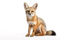 Image of bengal fox on white background in ancient chinese style. Wildlife Animals, Mammals, Illustration, Generative AI Royalty Free Stock Photo