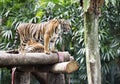 Image Bengal tiger in forest Royalty Free Stock Photo