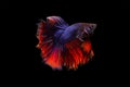 image of betta fish isolated on black background, action moving