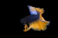 Image Of Betta Fish Isolated On Black Background, Action Moving Moment Of Mustard Over Half Moon Betta, Siamese Fighting Fish