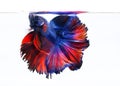 Image Of Betta Fish On White Background, Action Moving Moment Of Red Blue Rose Betta, Siamese Fighting Fish