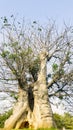 Big Baobab tree under blue sky Royalty Free Stock Photo