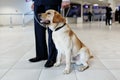 Image of a Labrador dog for detecting drugs at the airport standing near the customs guard