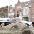 Image of bird in Amsterdam Royalty Free Stock Photo