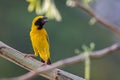 Image of bird Asian golden weaver on the branch on nature back Royalty Free Stock Photo