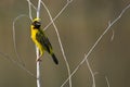 Image of bird Asian golden weaver on the branch on nature back