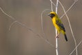 Image of bird Asian golden weaver on the branch on nature back