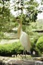 image of cattle egret (Bubulcus ibis) bird at Kuala Lumpur Bird Park. Blur and soft background at day light