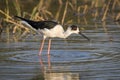 Image of bird black-winged stilt are looking for food