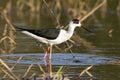 Image of bird black-winged stilt are looking for food.