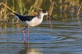 Image of bird black-winged stilt are looking for food.