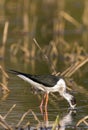 Image of bird black-winged stilt are looking for food.