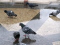 Image of a bird bridge doves. Photo composition