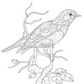 Adult coloring page,book a bird image for relaxing.
