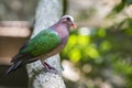 Image of bird Common Emerald Dove on nature background. Royalty Free Stock Photo