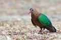 Image of bird, Common Emerald Dove on nature background Royalty Free Stock Photo