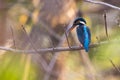 Image of bird Common Kingfisher Alcedo atthis Royalty Free Stock Photo