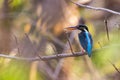 Image of bird Common Kingfisher Alcedo atthis