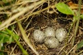 Image of bird eggs.