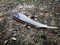 Bird feather on ground