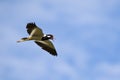 Image of bird flying in the sky. Wild Animals. Red-wattled lapwing bird (Vanellus indicus)