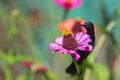 Image of a bird purple sunbird perched on flowers.