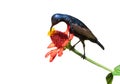 Image of a bird purple sunbird on white background.