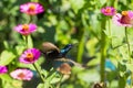 Image of a bird purple sunbird. Royalty Free Stock Photo