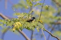 Image of a bird purple sunbird. Royalty Free Stock Photo