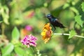 Image of a bird purple sunbird. Royalty Free Stock Photo