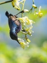 Image of a bird purple sunbird. Royalty Free Stock Photo